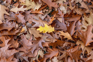 Pile of oak tree leaves in Mokotow Field park in Warsaw, Poland