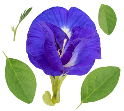 Fresh butterfly pea flower with green leaf isolated on white background, Bluebellvine , cordofan pea, clitoria ternatea isolated on white.