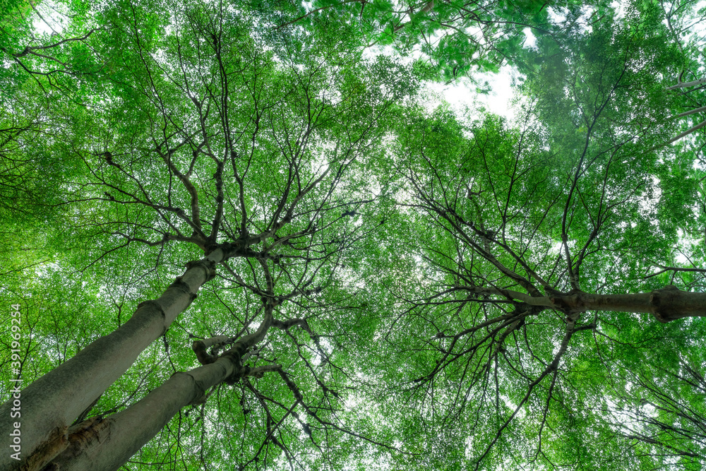 Canvas Prints selective focus on tree in park. bottom view of tree trunk to green leaves of tree in tropical fores