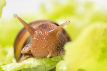 The small snail eats a leaf of lettuce or grass, Snail in nature, close-up, selective focus, copy space