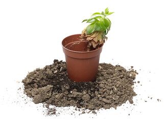 Green plant in gardening pot with dirt pile, fertile soil cultivation, isolated on white background