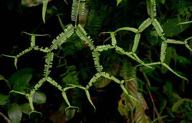 green spider pattern leaf
