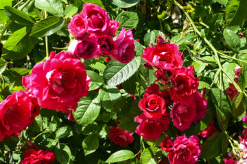 Rosehip flowers blurred background