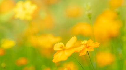 Yellow cosmos flowers  blooming in the garden for background,Beautiful flower in field.