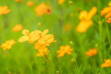 Yellow cosmos flowers  blooming in the garden for background,Beautiful flower in field.