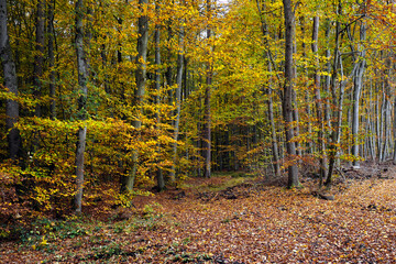 Herbstbäume im Wald und Waldboden bedeckt mit Laub - Stockfoto
