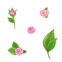 Hand drawn watercolour effect roses, buds and leaves isolated. Set of pink roses and green leaves on white background.