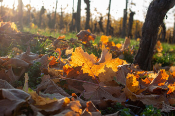 Herbst Weinberge Rotenberg farben weinanbau