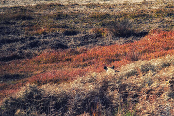 Female African Lioness hunting © atosan