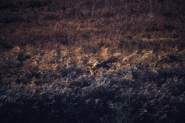 Female African Lioness hunting © atosan