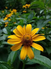 yellow flower in the garden