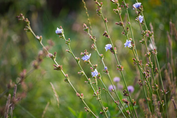 Stems of chicory with blue flowers
