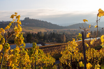 Weinberge mit ausblick auf Stuttgart Rotenberg die Grabkapelle im Herbst