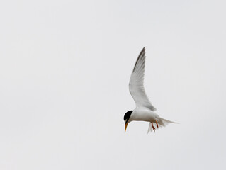 Obraz premium Dwergstern, Little Tern, Sternula albifrons