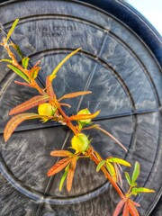 orange flower in a garden