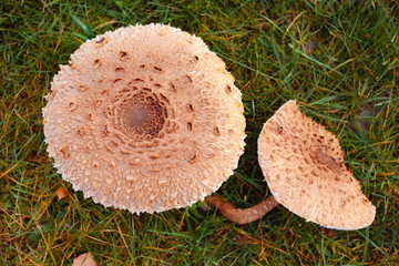 Pilze auf der Wiese am Waldrand