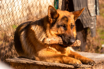 German shepherd dog lying down outdoors and biting stick. Shepherd dog Breed as a house guard.