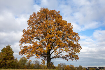 Fototapeta premium Oak tree with golden autumn foliage in sunny day. Colorful autumn landscape.