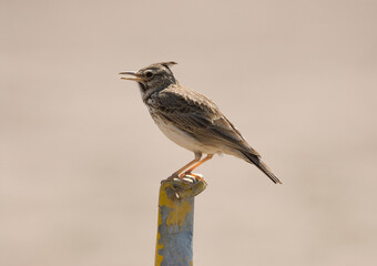 Crested Lark, Kuifleeuwerik, Galerida cristata