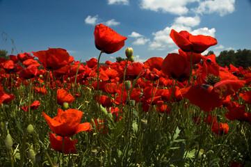 Bloeiende Klaprozen Lesbos, Flowering Poppy's Lesbos