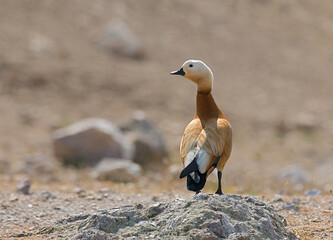 Ruddy Shelduck, Casarca, Tadorna ferruginea