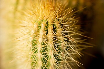 Cactus detail