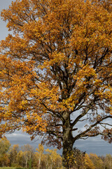 Oak tree with golden autumn foliage in sunny  day. Colorful autumn landscape.