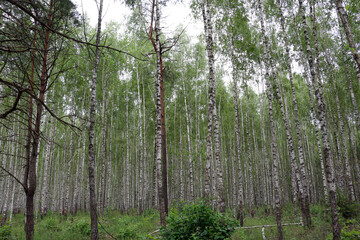 Birches. Birch forest on a summer day.