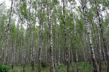 Birches. Birch forest on a summer day.