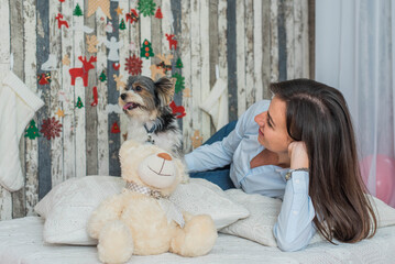 Merry Christmas and Happy New Year! Dog beaver breed York having fun happy on the pillow with his owner.