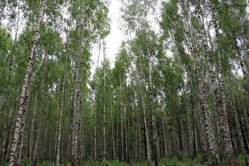 Birches. Birch forest on a summer day.