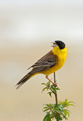 Zwartkopgors, Black-headed Bunting, Emberiza melanocephala