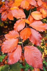Tree branch with leaves all collored in orange