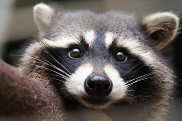 A close up portrait of a raccoon