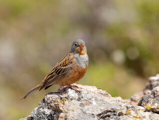 Bruinkeelortolaan, Cretzschmar's Bunting, Emberiza caesia