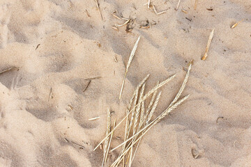 Top view of beach sand and dried herbs / ears / spikes. Travel and tourism. Copy space, flat lay style. Wildlife natural background