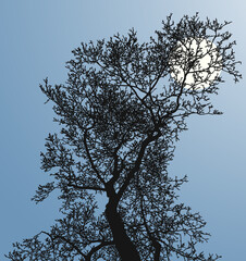 Vector image of silhouette tree in cold moonlit night