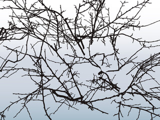 Vector image of top view silhouettes bush branches on snowy lawn