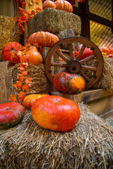 pumpkins as a decor for a photo