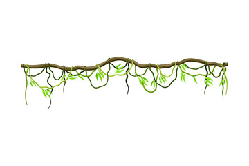 Liana with Long Stem and Stiff Branch as Woody Vine Vector Illustration