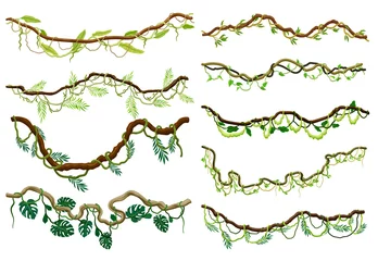 Foto op Canvas Liana as Long-stemmed Woody Vine Climbing and Tangled Around Tree Vector Set © Happypictures