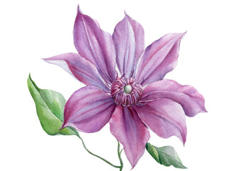 Clematis flower on white background, watercolor botanical illustration, hand drawing