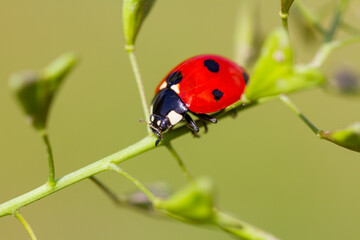Obraz premium Ladybug on grass macro close up
