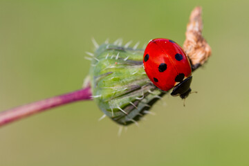 Ladybug on grass macro close up