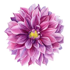 Fototapete Dahlie Aquarell rosa Dahlienblume auf weißem Hintergrund, botanische Illustration, Handzeichnung
