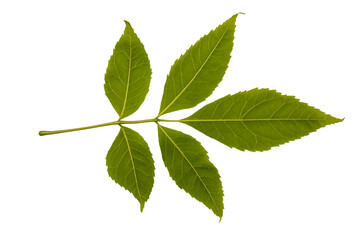 Ash tree leaf isolated on white background. Herbarium series.