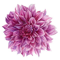 Watercolor pink dahlia flower on white background, botanical illustration, hand drawing