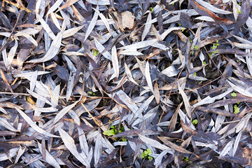 Yellow fallen willow leaves on the ground
