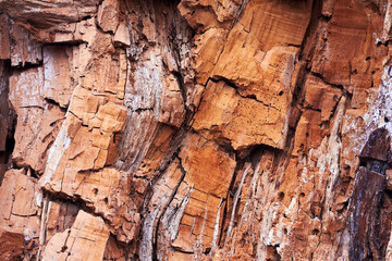 Closeup fragments of old rotten trunk of willow tree. Abstract from the tree trunk (textures, pattern)