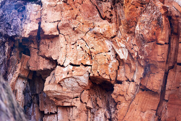 Closeup fragments of old rotten trunk of willow tree. Abstract from the tree trunk (textures, pattern)